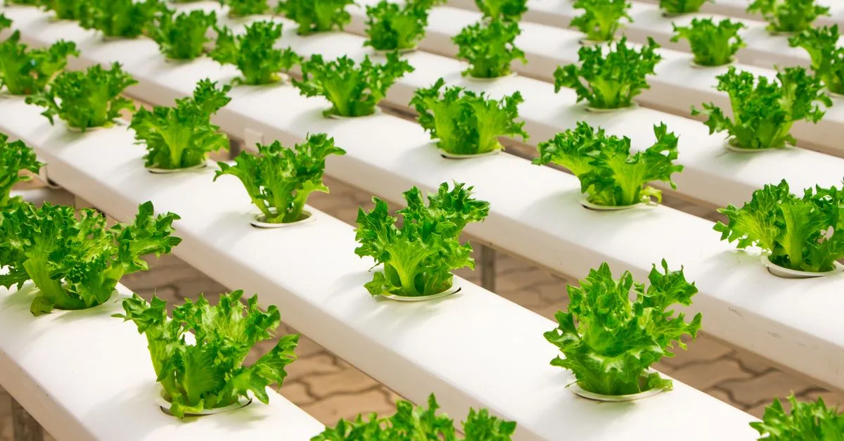 découvrez l'aquaponie, une méthode durable combinant culture de plantes et élevage de poissons pour un écosystème équilibré et écologique.