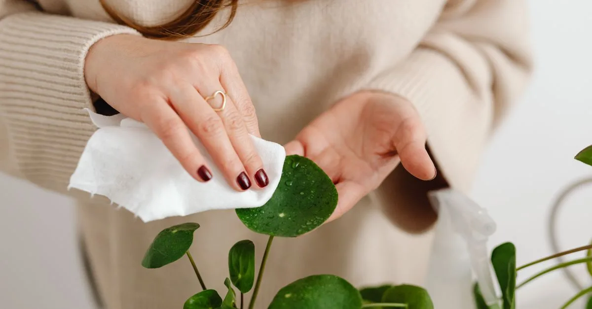 conseils et astuces pour prendre soin de vos plantes, assurer leur croissance saine et embellir votre intérieur ou jardin.